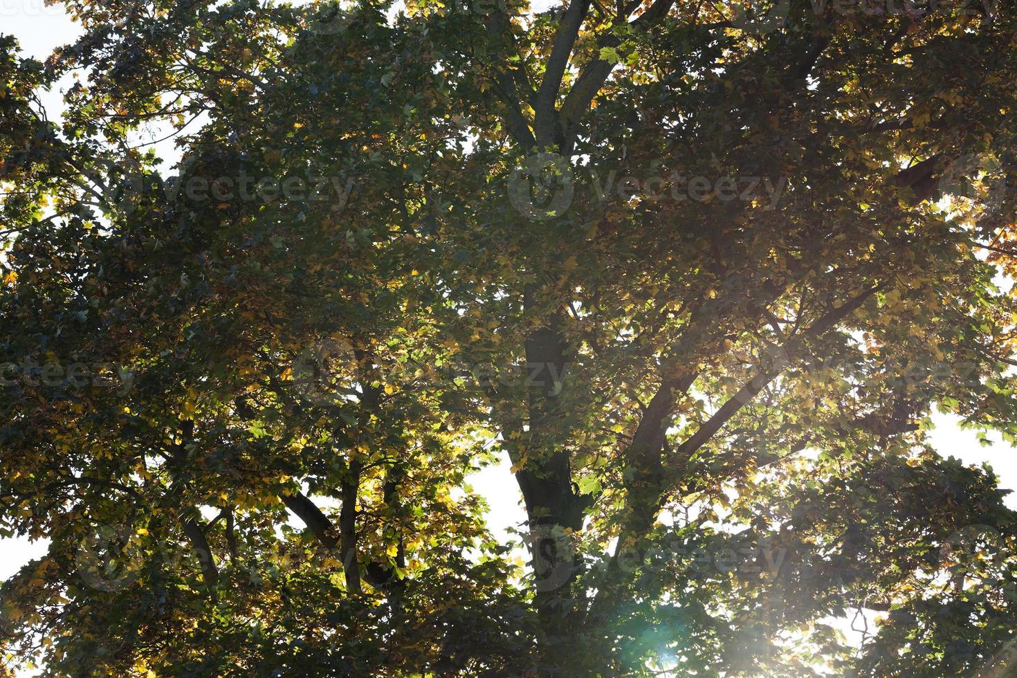 herfstgebladerte, close-up foto