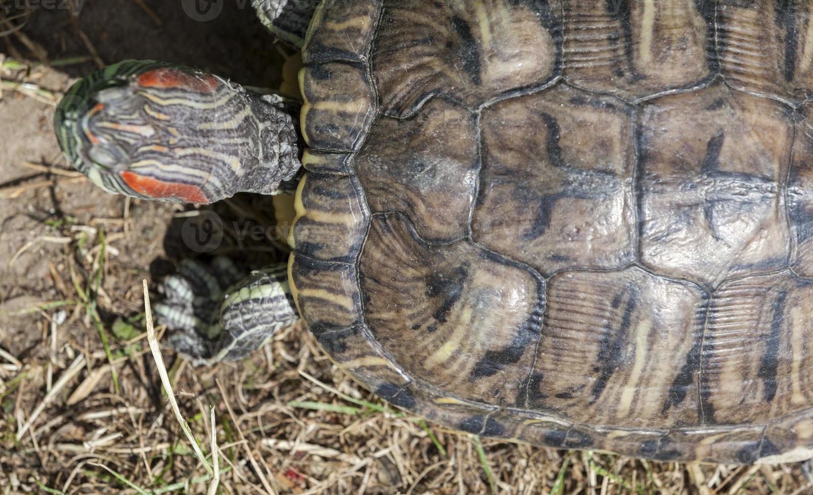 roodbuikschildpad, close-up foto