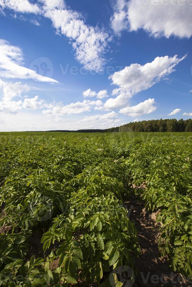 aardappelveld - een landbouwveld waarop aardappelen groeien. zomer van het jaar foto