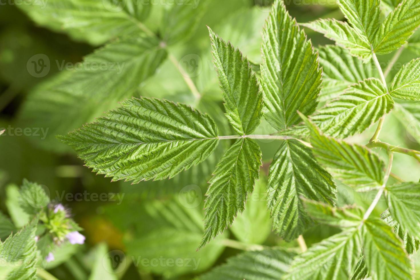 groene frambozenblaadjes foto