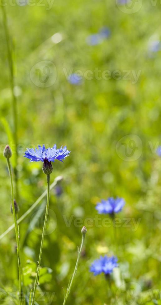 korenbloem veld, close-up foto