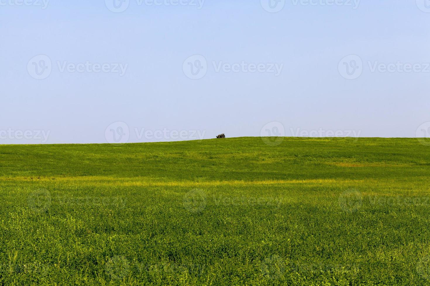 groen gras op een landbouwgebied in de zomer, landbouw foto