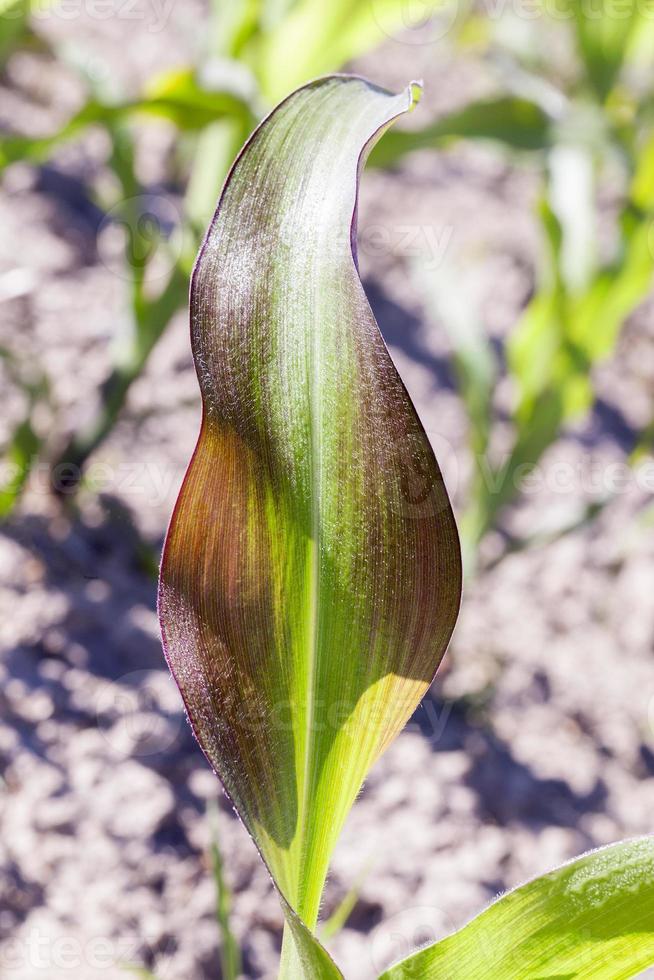 veld van groene maïs foto