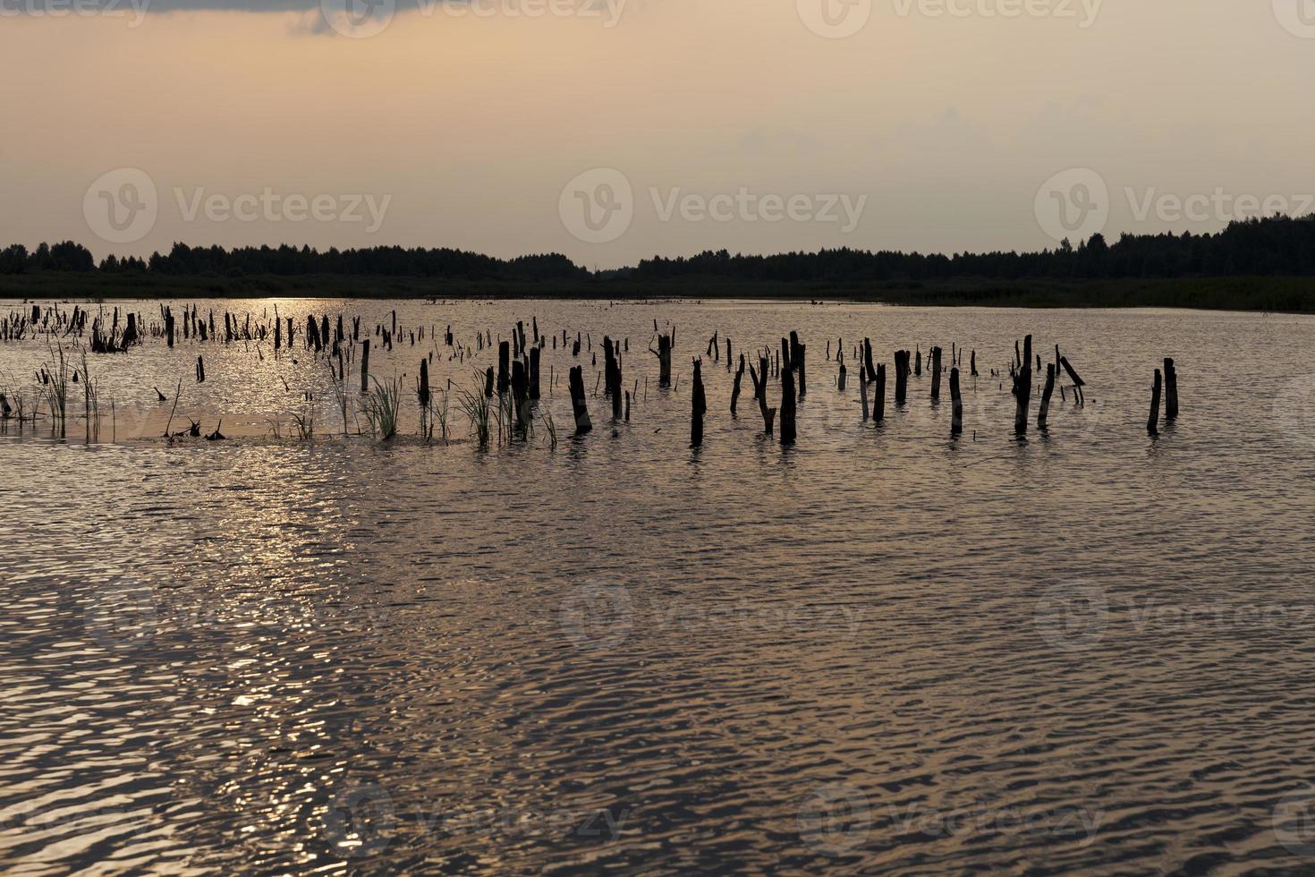 meer met planten tijdens zonsondergang, reflectie in het meer foto