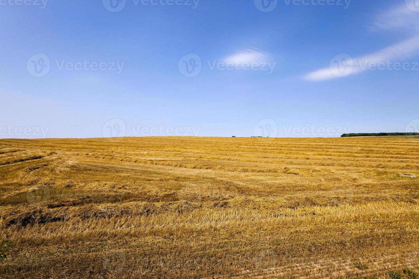 landbouw granen. zomer foto