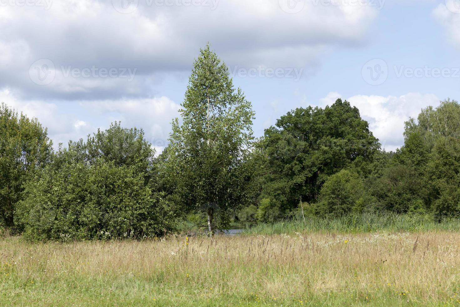 bomen, struiken en groen gras in de zomer foto