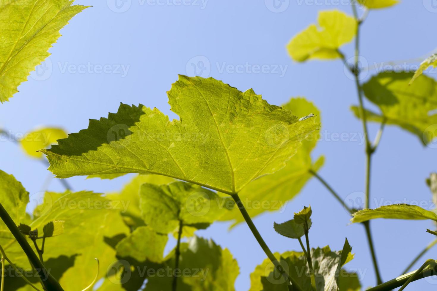 groene bladeren van druiven in het lenteseizoen foto