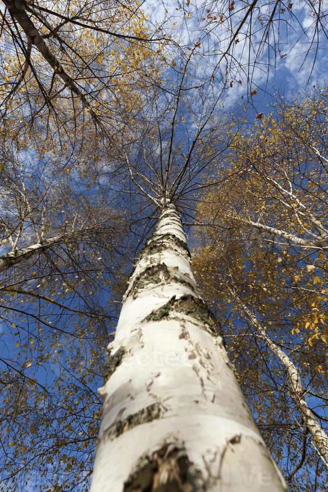 geel en oranje gebladerte op berkenbomen foto