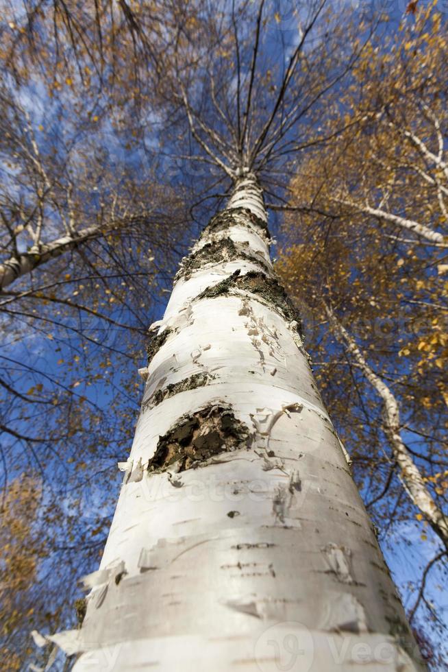 geel en oranje gebladerte op berkenbomen foto