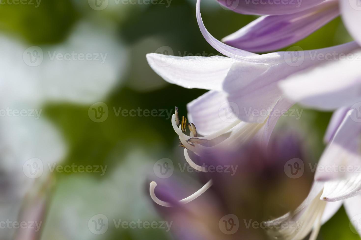 paarse bloemen in de lente foto