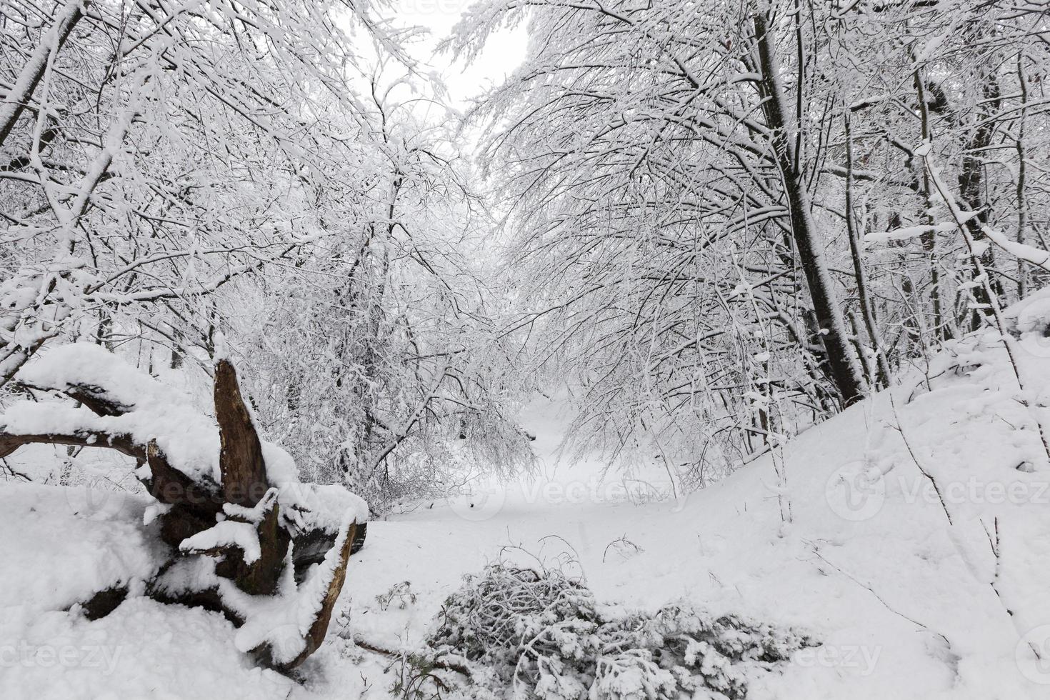 winterbos met bomen zonder gebladerte foto