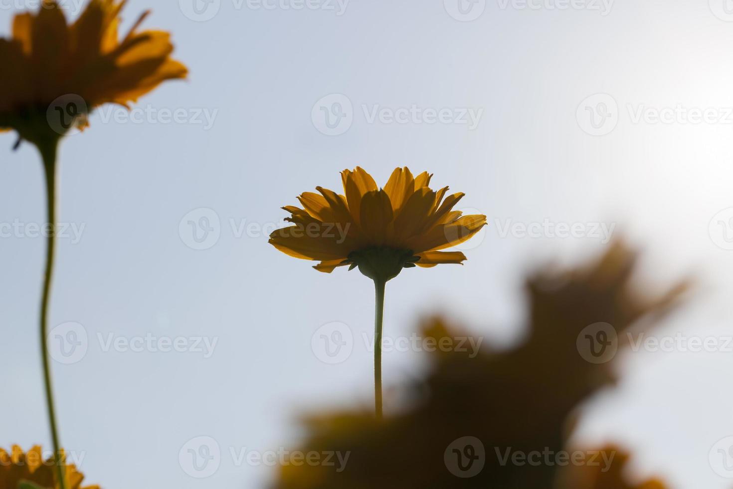 oranje bloemen in de lente foto