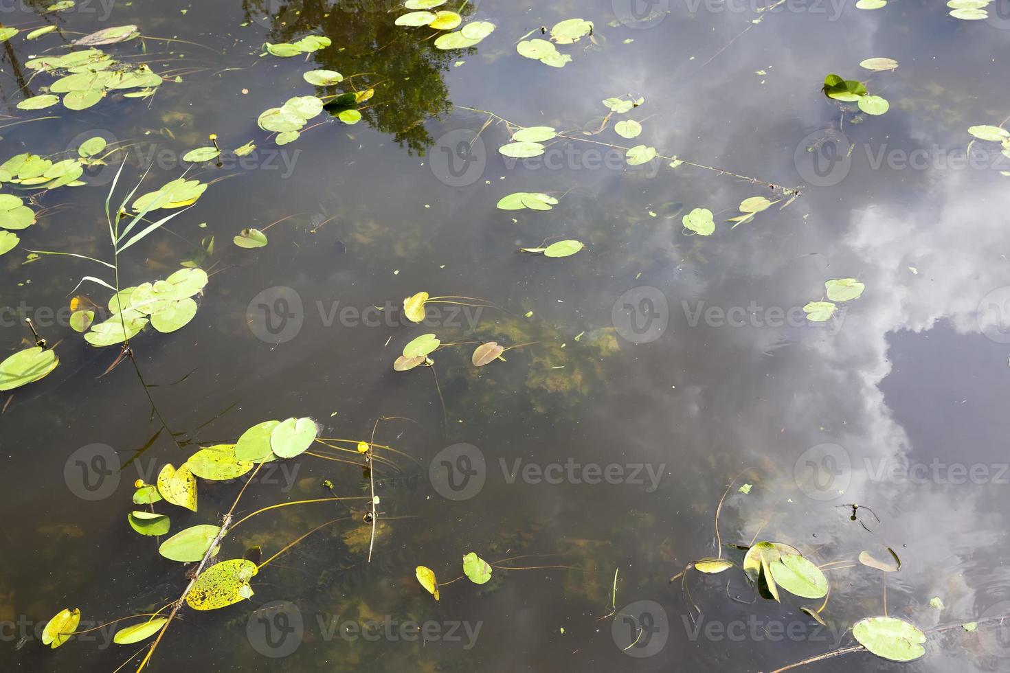 meer met groeiende waterlelies foto