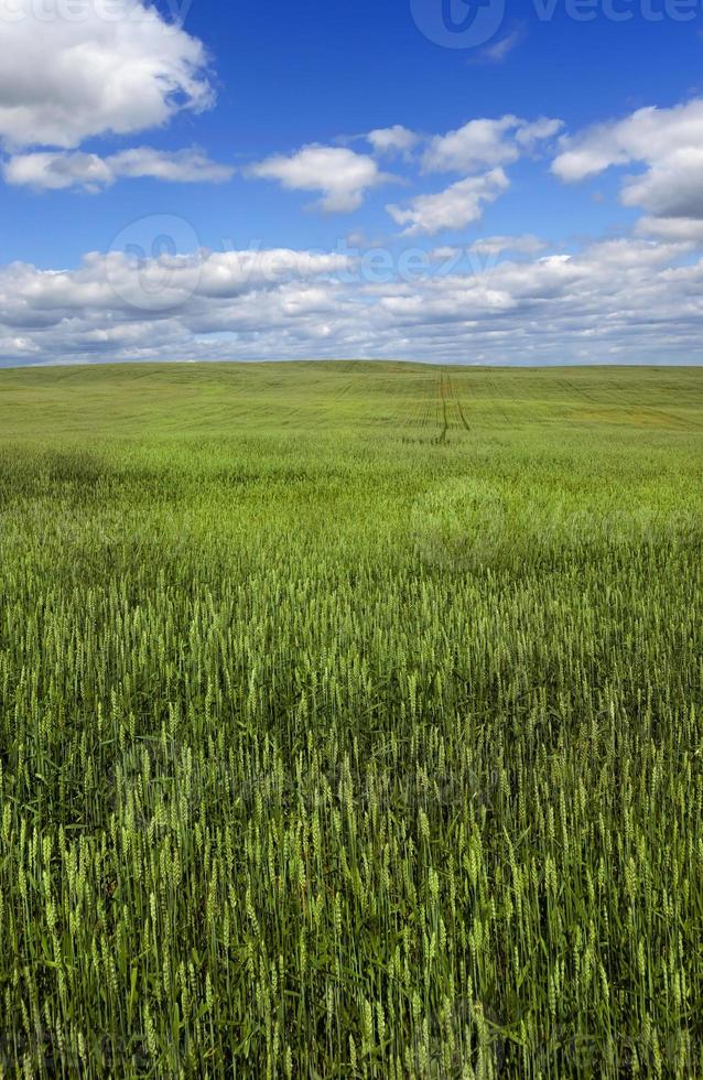 lente landschap en lucht foto