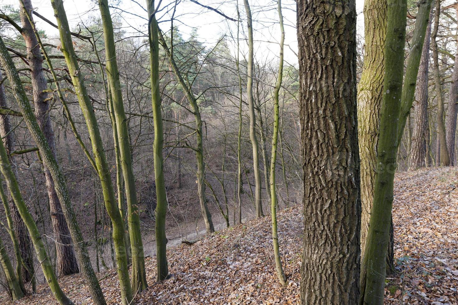 bomen zonder bladeren in het herfstbos foto