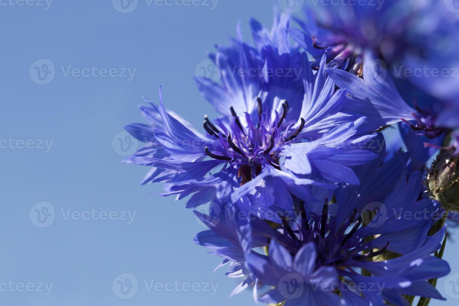 blauwe korenbloemen in de zomer foto