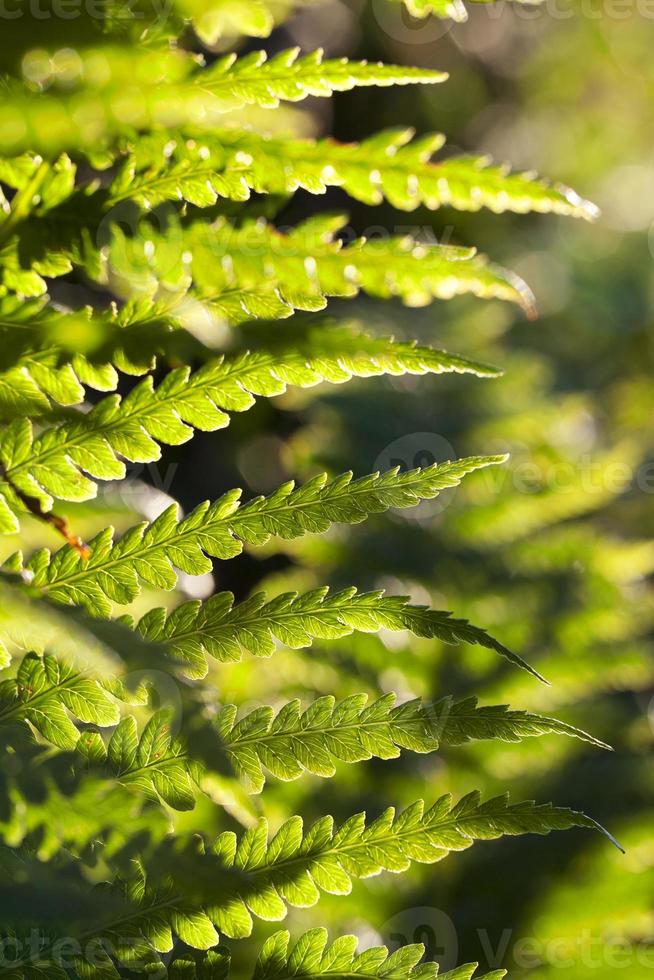 groene varen close-up foto