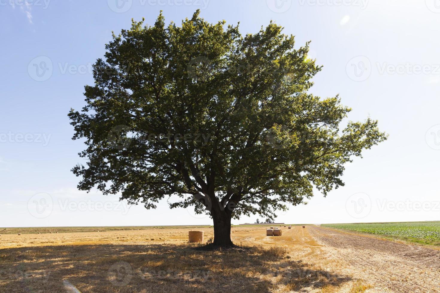 bladverliezende eik groeit in een landbouwgebied foto