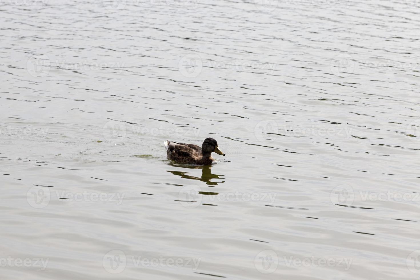 wilde watervogels eenden in de buurt van hun leefgebied foto