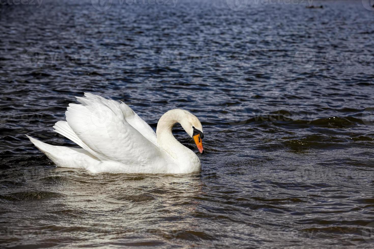 witte eenzame zwaan die op het water drijft foto