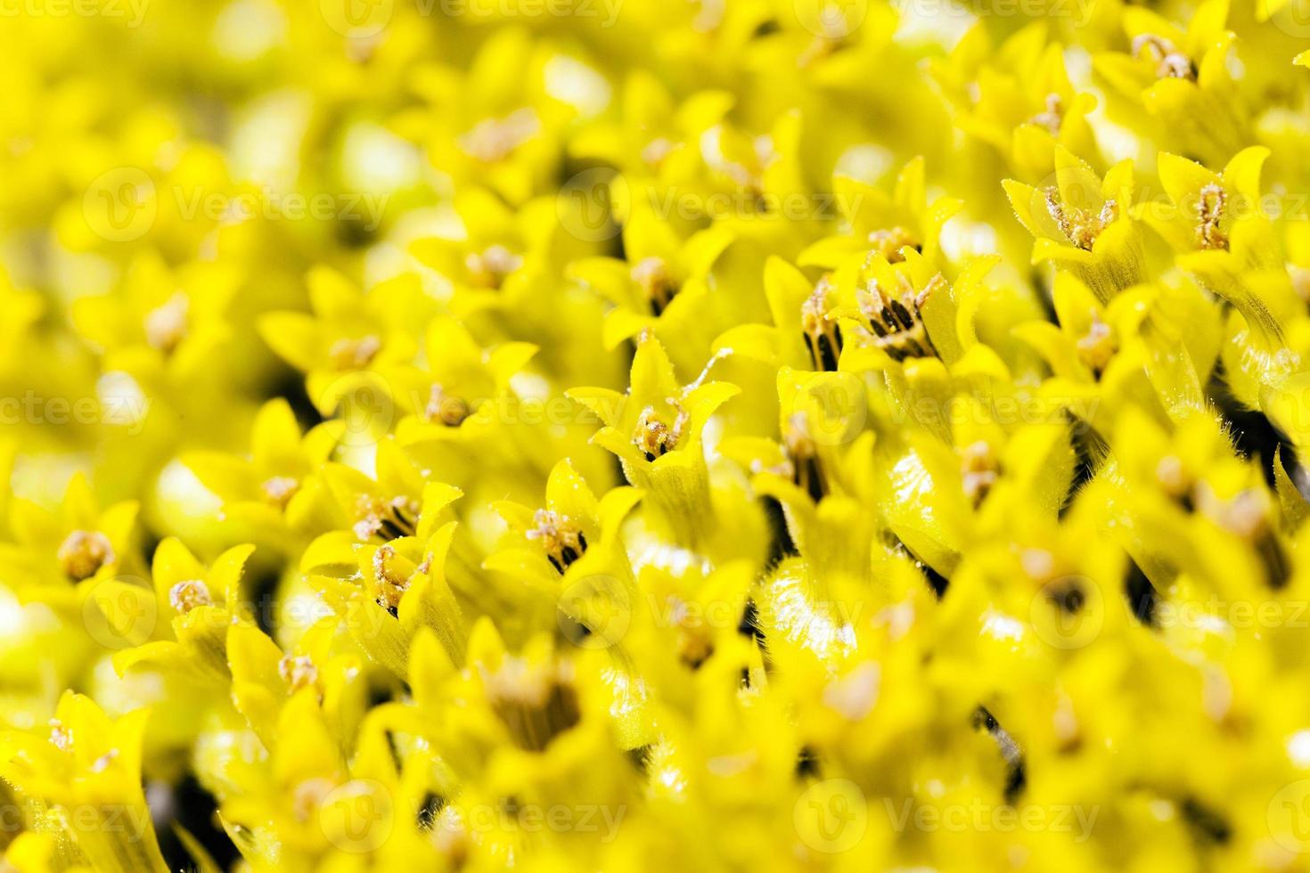 zonnebloempitten, bloemkroon foto