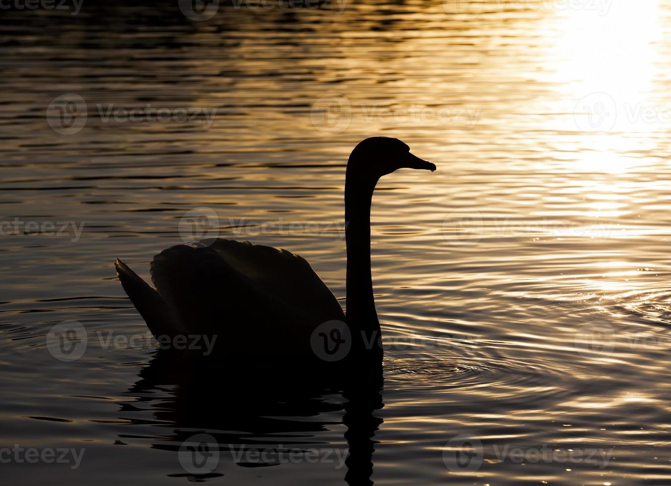 lente op het meer met een eenzame zwaan foto