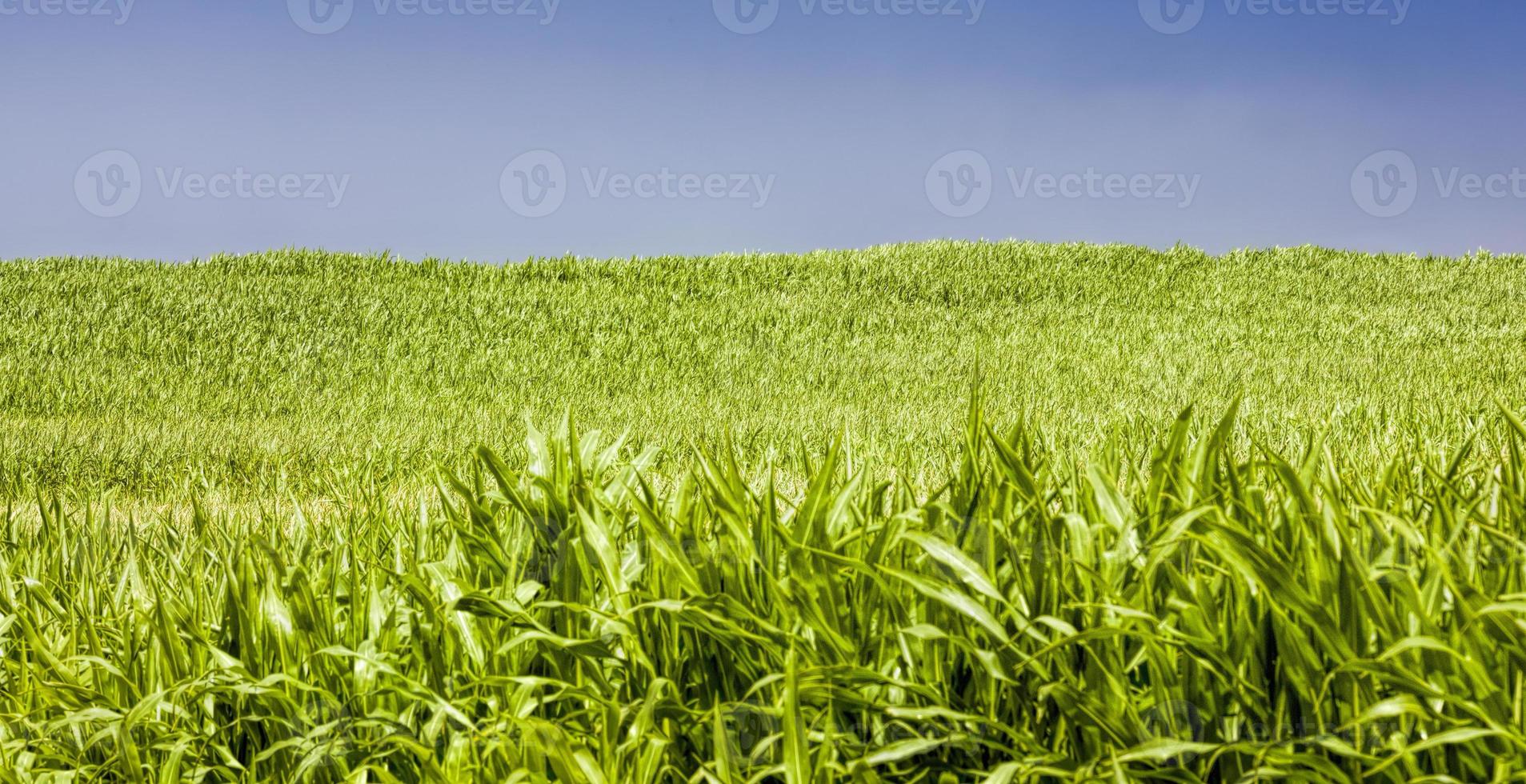 een zonovergoten landbouwveld met groene suikermaïs foto