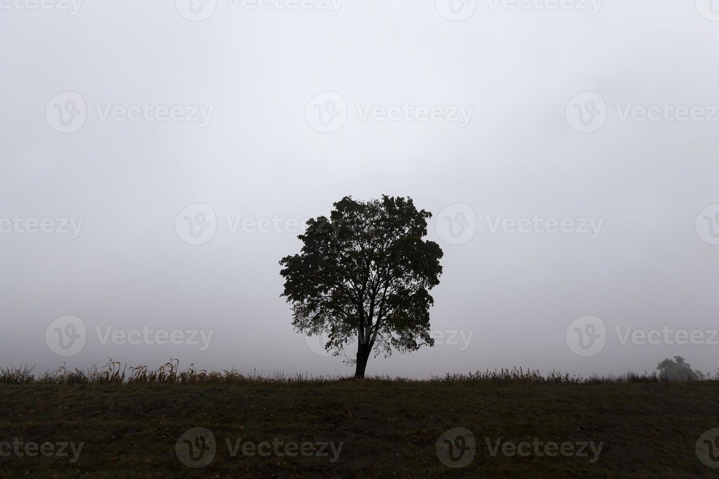 een eenzame boom die groeit in een woestijngebied foto