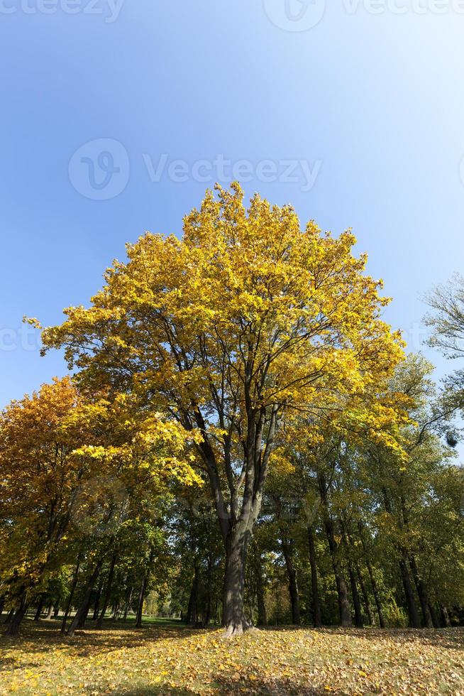 esdoornblad in het herfstseizoen foto