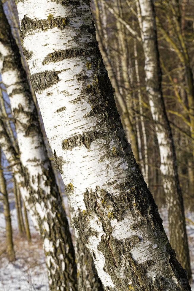 berkenbomen die in een berkenbos groeien foto