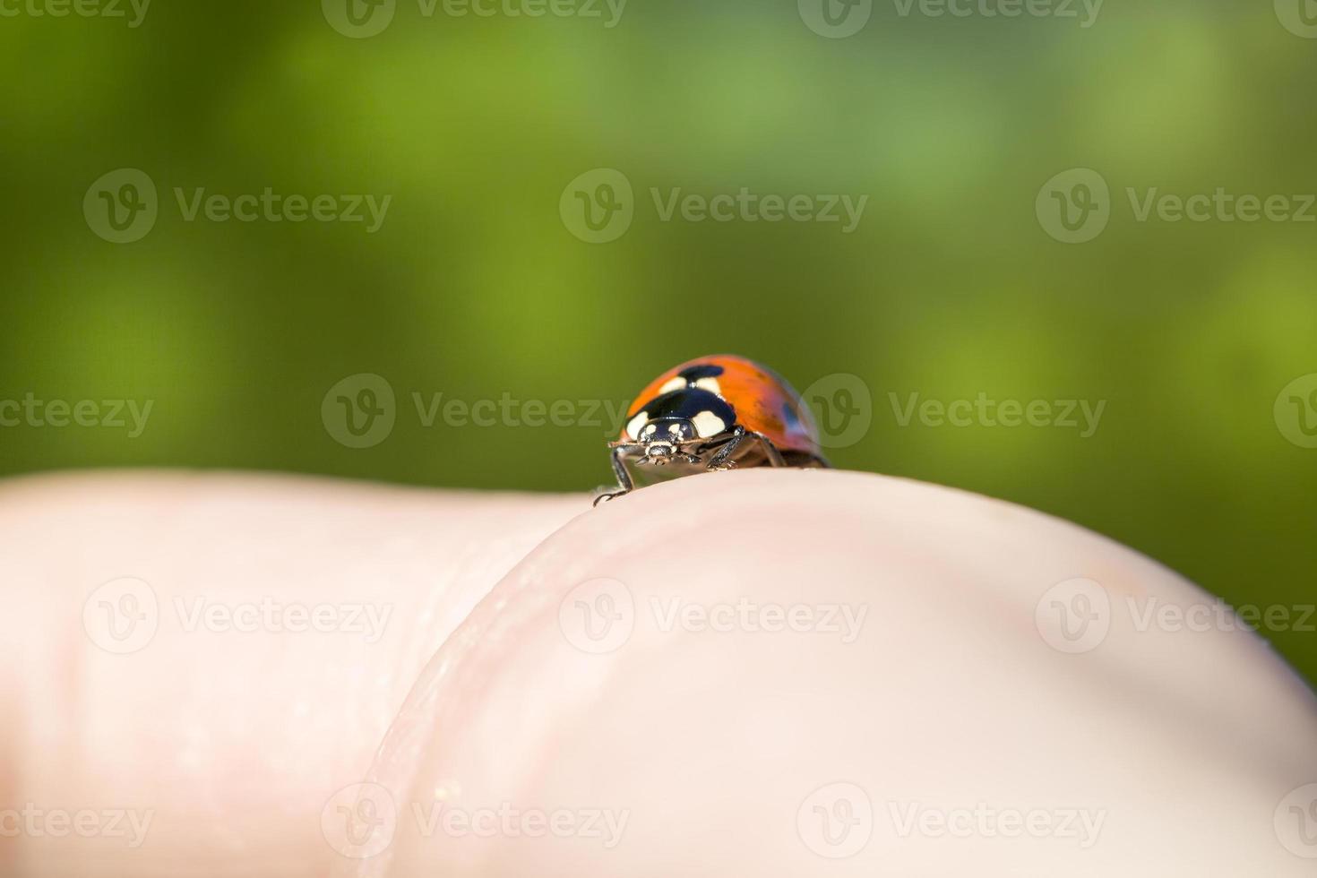 rood gekleurd lieveheersbeestje insect foto