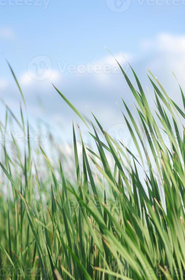kleurrijke hoog groen gras in de zomer met een kopie ruimte foto