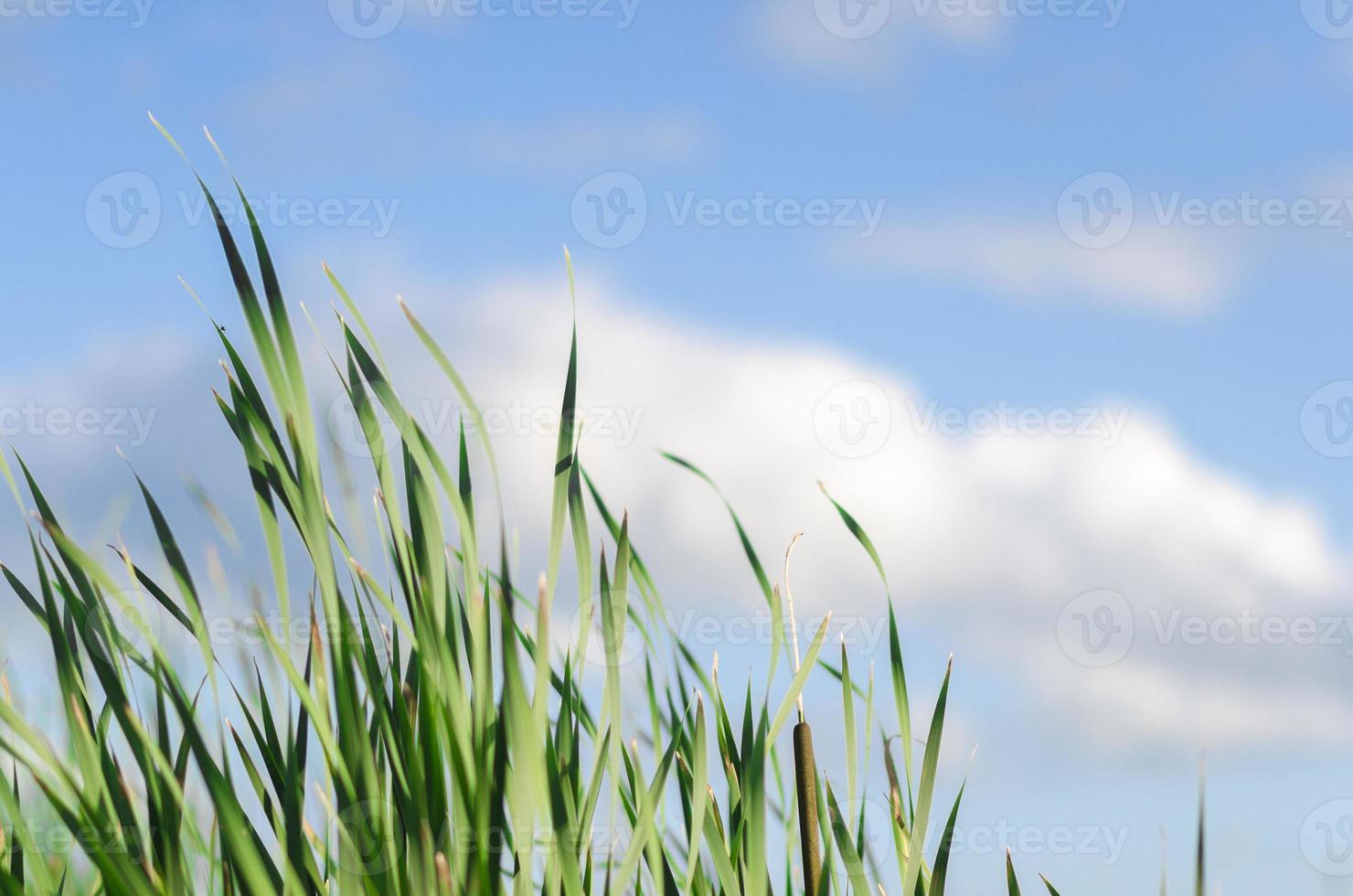 kleurrijke hoog groen gras in de zomer met een kopie ruimte foto