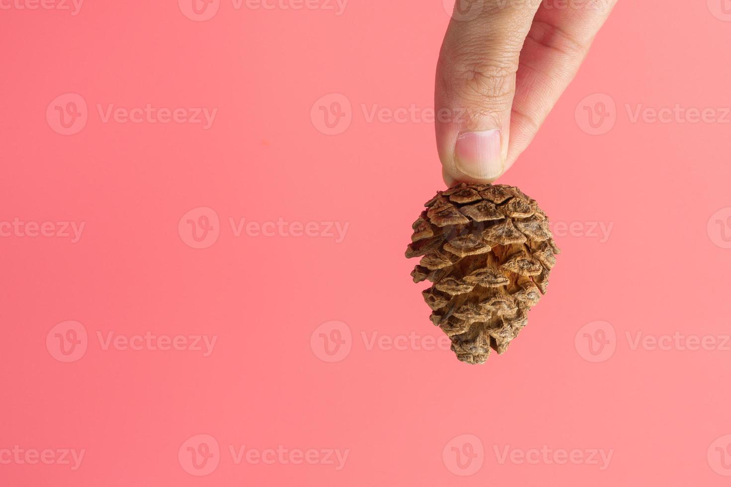 dennenappel op een lichtroze achtergrond met een kopieerruimte. foto