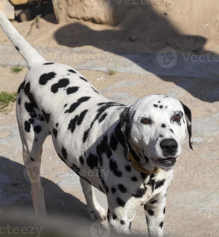 een zwart-witte dalmatiër foto