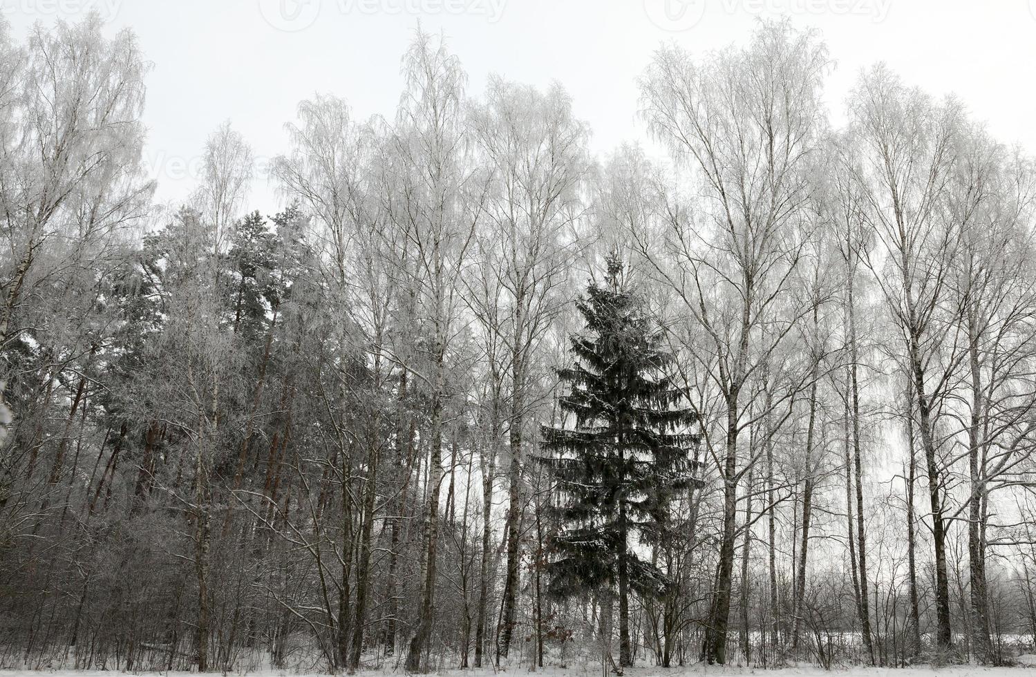 winter bomen, close-up foto