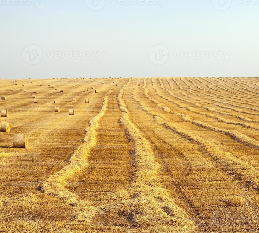 oogst van rijpe granen foto