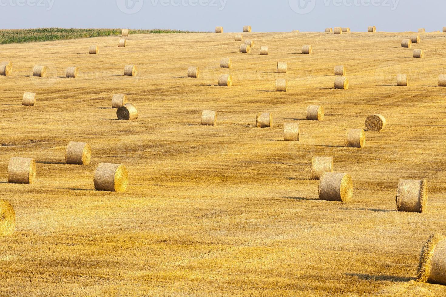 oogst van rijpe granen foto