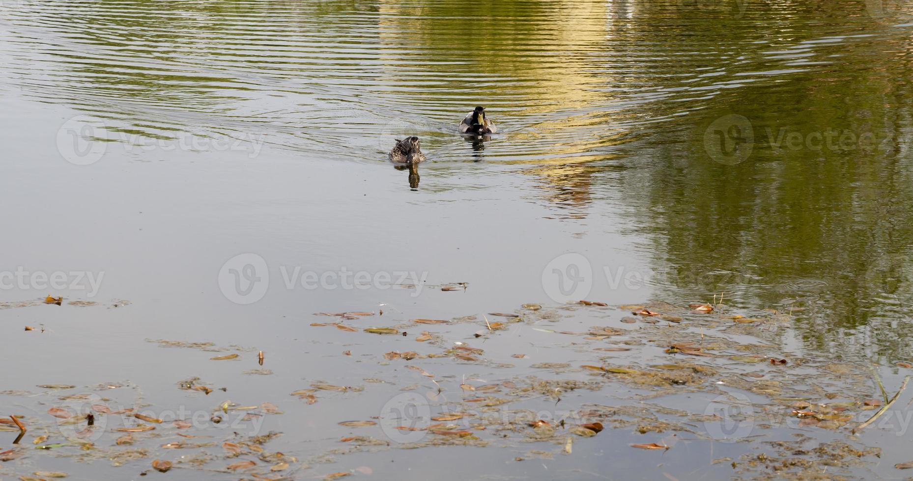 vuil water moerassen foto