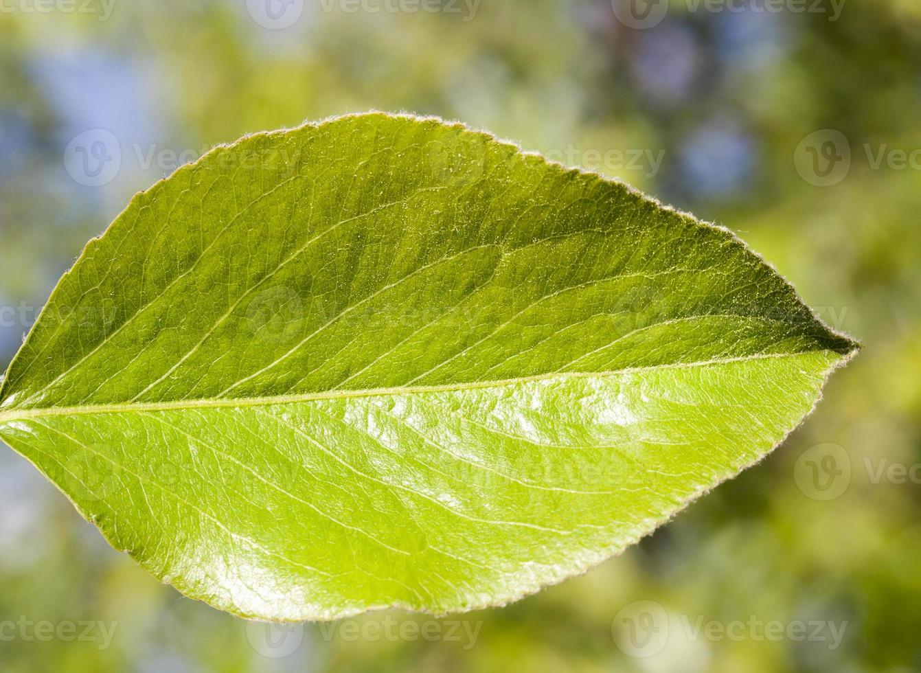 groene blad peer foto