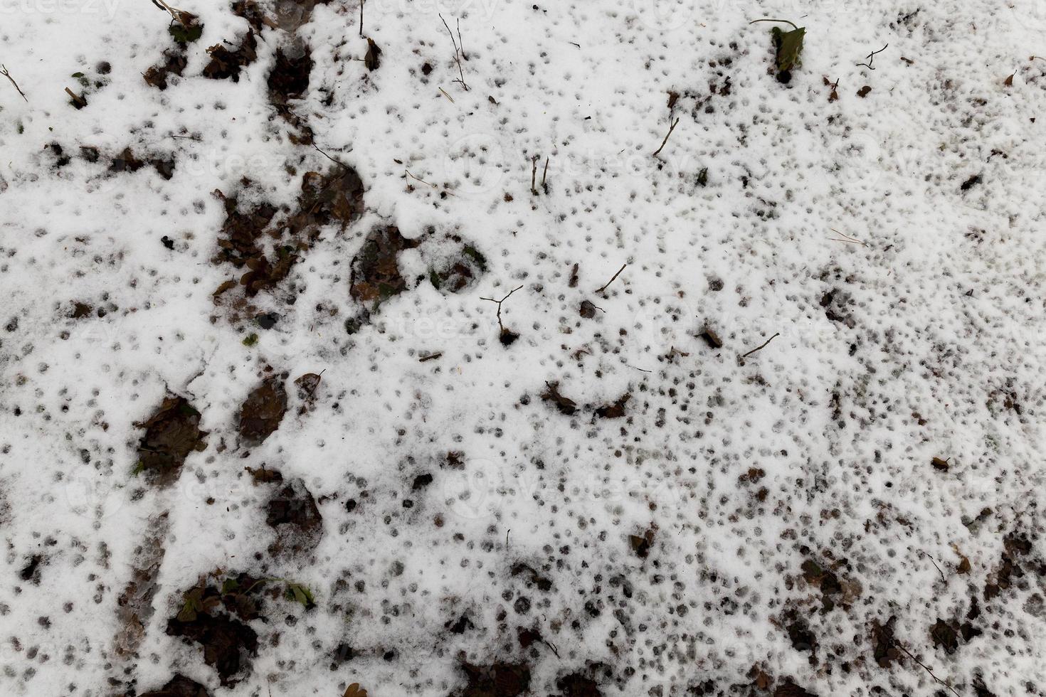 rotte bladeren onder de sneeuw foto
