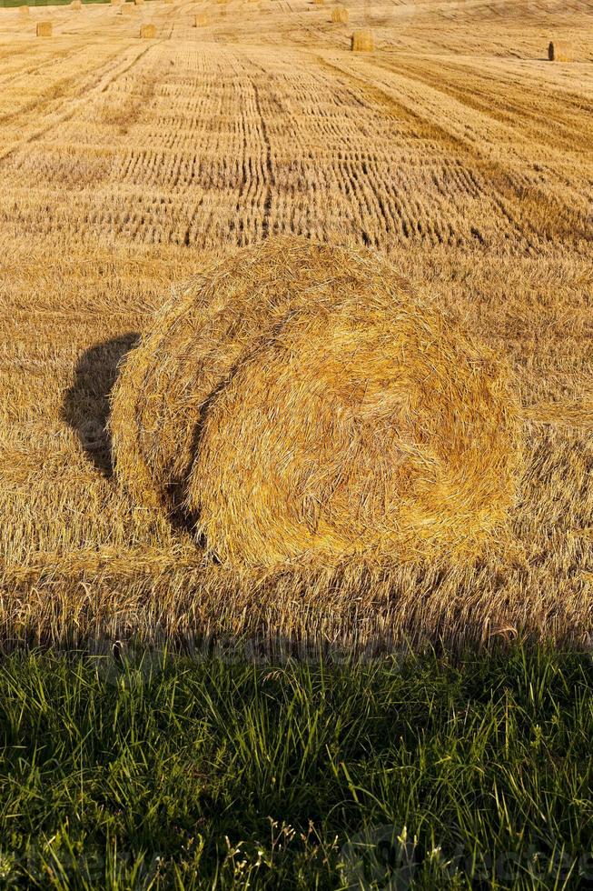 na het oogsten van tarwe foto