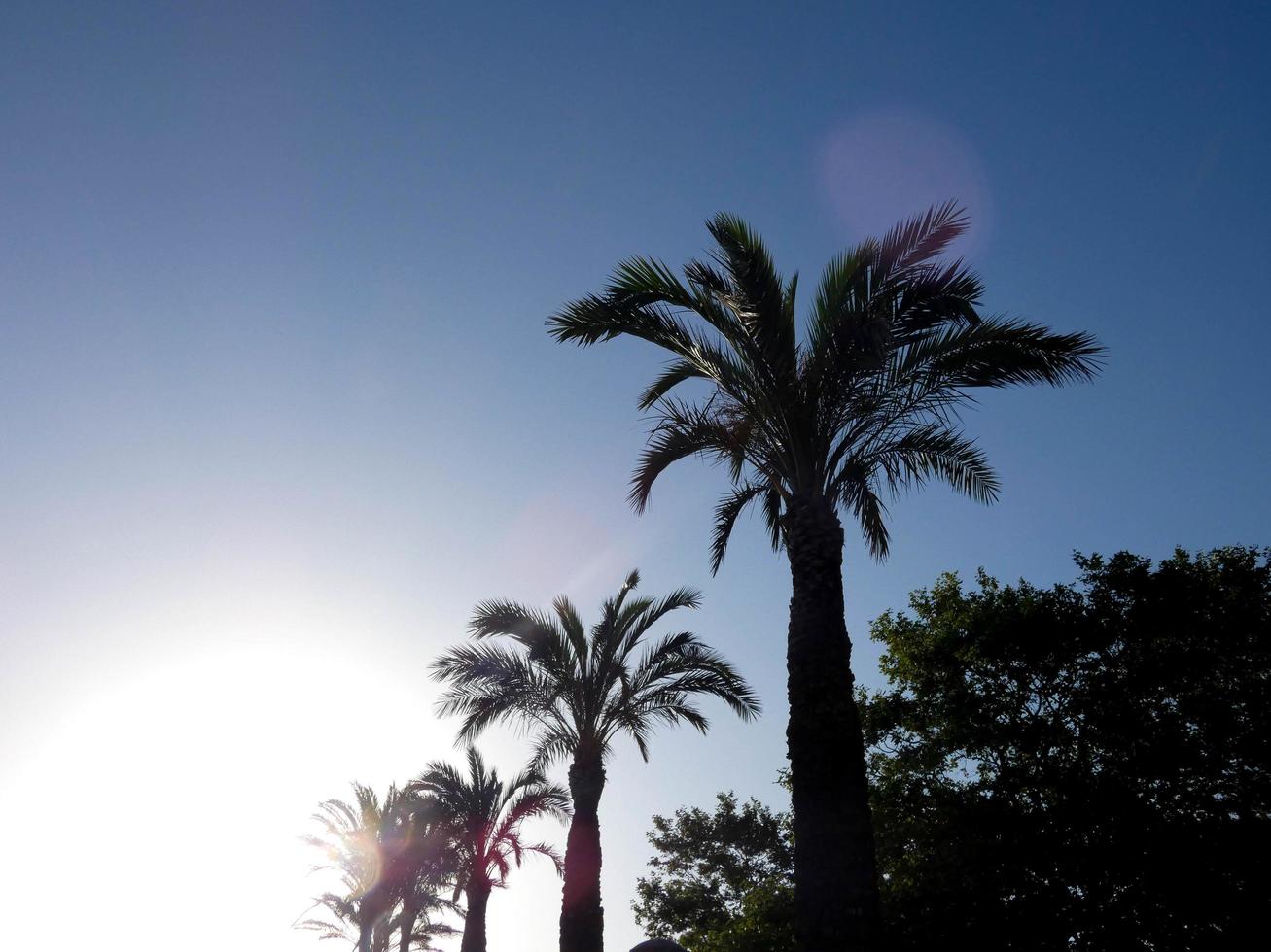 tropische palmbomen met achtergrondverlichting tegen een hemelachtergrond foto