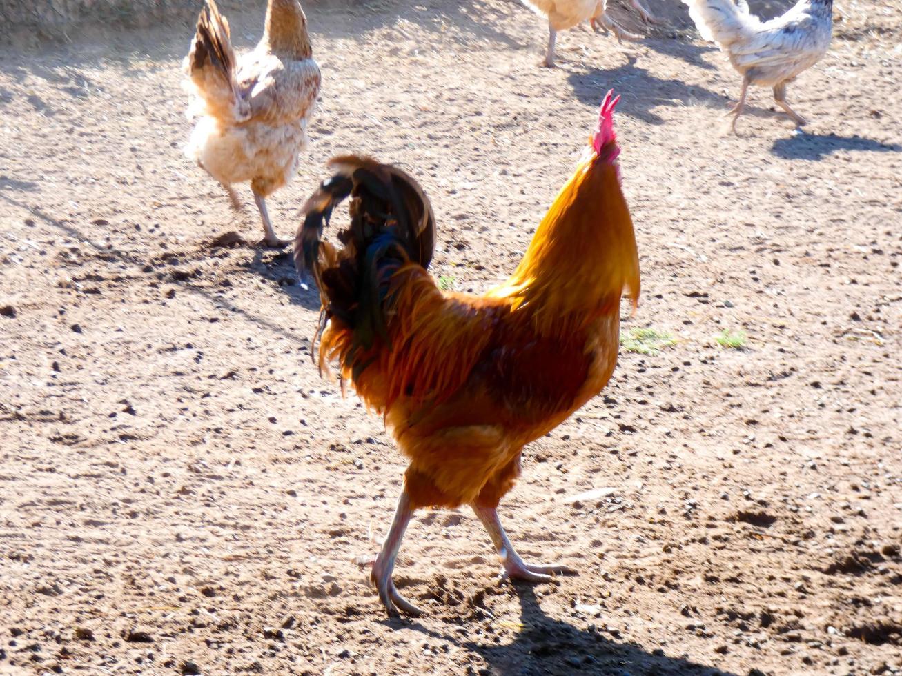 semi-scharrel, biologische en gezonde hennen foto