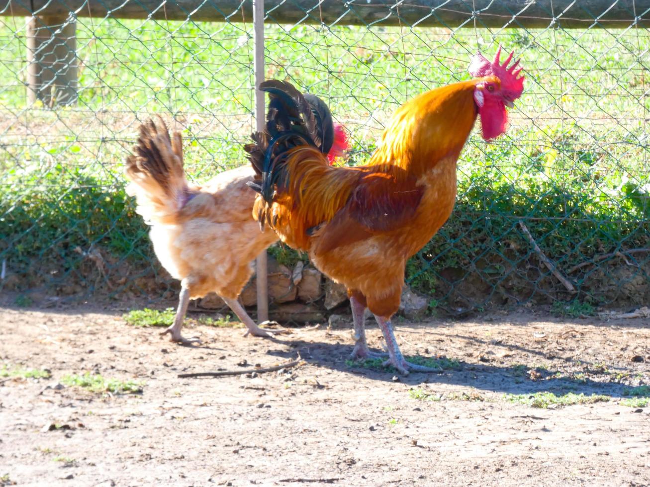 semi-scharrel, biologische en gezonde hennen foto