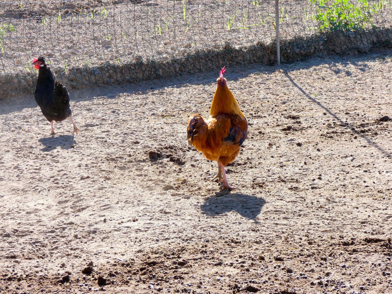 semi-scharrel, biologische en gezonde hennen foto