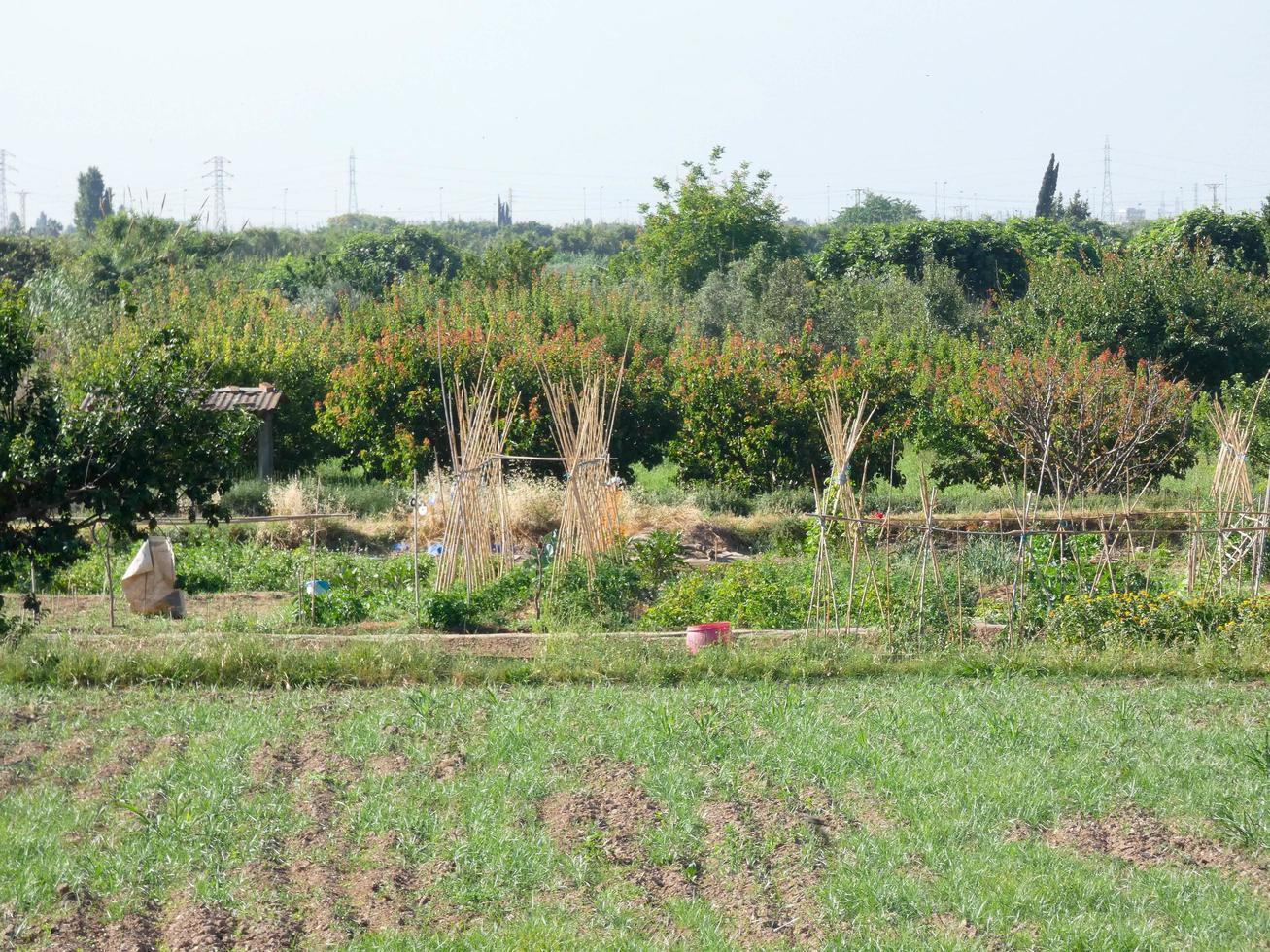 kleine boomgaarden in de buurt van een grote stad foto