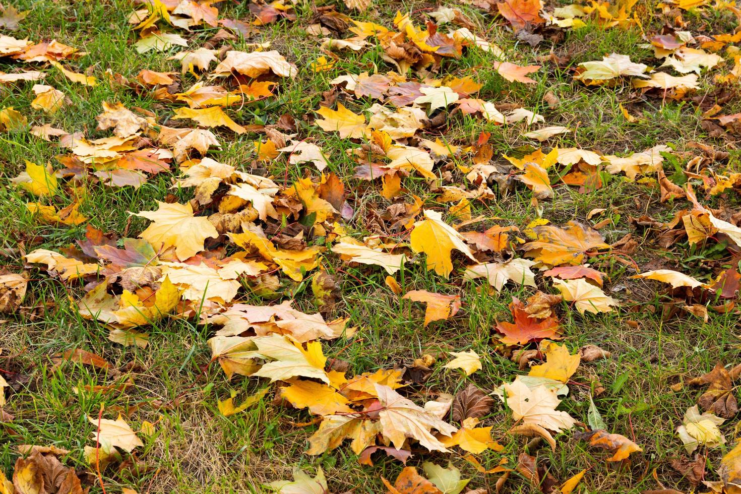 herfst achtergrond, gele esdoorn bladeren liggen op de grond. ruimte kopiëren. foto