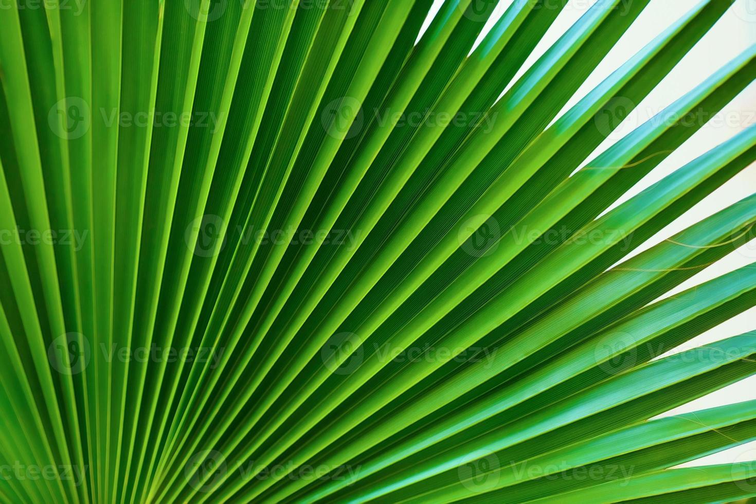 palm blad close-up foto
