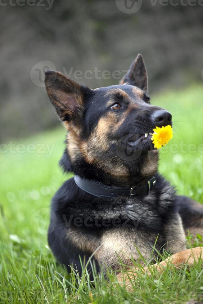 grappige hond met bloem - houdt niet van giften foto